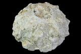 Flat: Lbs Small Fossil Sea Urchins - Morocco #84623-2